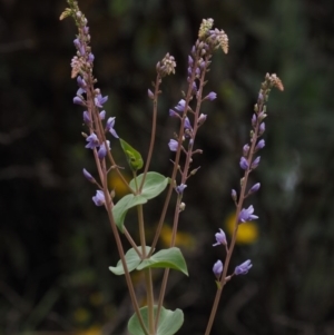 Veronica perfoliata at Cotter River, ACT - 30 Oct 2014