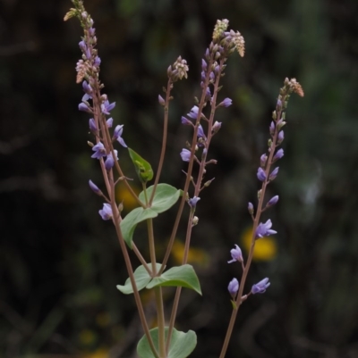 Veronica perfoliata (Digger's Speedwell) at Cotter River, ACT - 30 Oct 2014 by KenT
