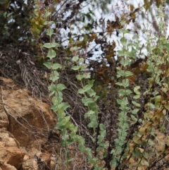 Veronica perfoliata at Cotter River, ACT - 30 Oct 2014