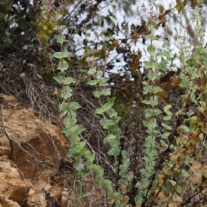 Veronica perfoliata at Cotter River, ACT - 30 Oct 2014 07:29 AM