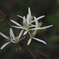 Clematis aristata (Mountain Clematis) at Cotter River, ACT - 30 Oct 2014 by KenT