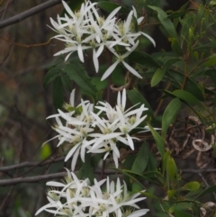 Clematis aristata at Cotter River, ACT - 30 Oct 2014