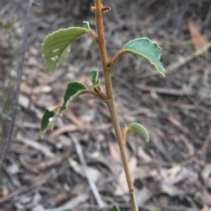 Pomaderris intermedia at Acton, ACT - 15 Aug 2015 10:15 AM