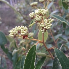 Pomaderris intermedia (Golden Pomaderris) at Black Mountain - 15 Aug 2015 by AaronClausen