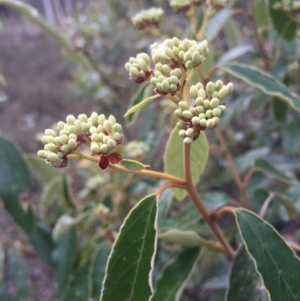 Pomaderris intermedia at Canberra Central, ACT - 15 Aug 2015