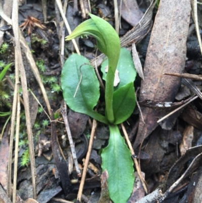 Pterostylis nutans (Nodding Greenhood) at Acton, ACT - 15 Aug 2015 by AaronClausen