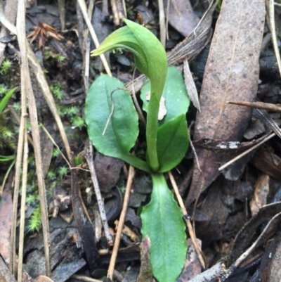 Pterostylis nutans (Nodding Greenhood) at Point 5822 - 15 Aug 2015 by AaronClausen