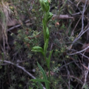 Bunochilus umbrinus (ACT) = Pterostylis umbrina (NSW) at suppressed - 15 Aug 2015