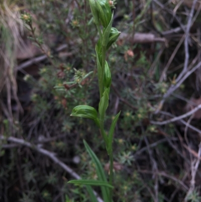 Bunochilus umbrinus (Broad-sepaled Leafy Greenhood) at Acton, ACT - 15 Aug 2015 by AaronClausen