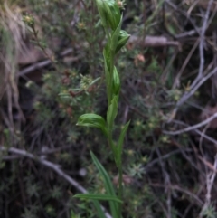 Bunochilus umbrinus (Broad-sepaled Leafy Greenhood) at Point 5821 - 15 Aug 2015 by AaronClausen