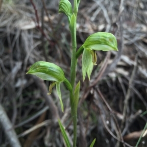 Bunochilus umbrinus (ACT) = Pterostylis umbrina (NSW) at suppressed - 15 Aug 2015