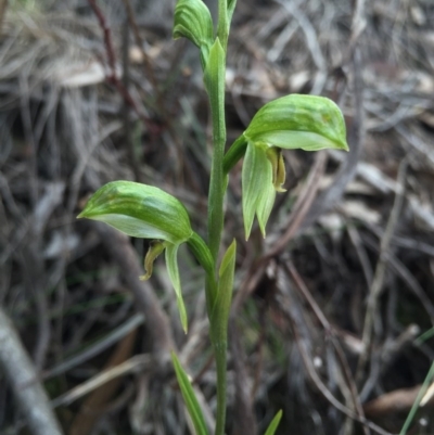 Bunochilus umbrinus (Broad-sepaled Leafy Greenhood) at Black Mountain - 15 Aug 2015 by AaronClausen