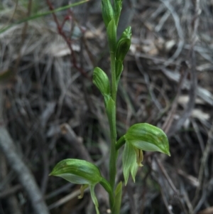 Bunochilus umbrinus (ACT) = Pterostylis umbrina (NSW) at suppressed - 15 Aug 2015