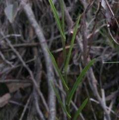 Bunochilus umbrinus at suppressed - 15 Aug 2015