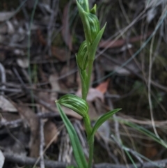 Bunochilus umbrinus (ACT) = Pterostylis umbrina (NSW) (Broad-sepaled Leafy Greenhood) by AaronClausen