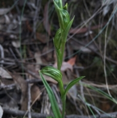 Bunochilus umbrinus (Broad-sepaled Leafy Greenhood) at Black Mountain - 15 Aug 2015 by AaronClausen