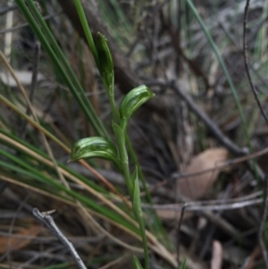 Bunochilus umbrinus (ACT) = Pterostylis umbrina (NSW) at suppressed - 15 Aug 2015