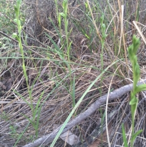 Bunochilus umbrinus (ACT) = Pterostylis umbrina (NSW) at suppressed - 15 Aug 2015