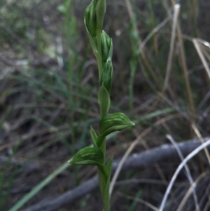 Bunochilus umbrinus (ACT) = Pterostylis umbrina (NSW) at suppressed - suppressed