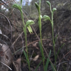 Bunochilus umbrinus (ACT) = Pterostylis umbrina (NSW) at suppressed - suppressed