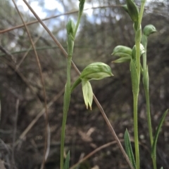 Bunochilus umbrinus (ACT) = Pterostylis umbrina (NSW) at suppressed - 15 Aug 2015