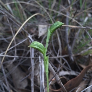 Bunochilus umbrinus (ACT) = Pterostylis umbrina (NSW) at suppressed - 15 Aug 2015