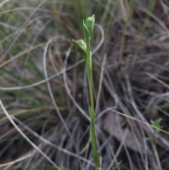 Bunochilus umbrinus (Broad-sepaled Leafy Greenhood) at Canberra Central, ACT - 15 Aug 2015 by AaronClausen