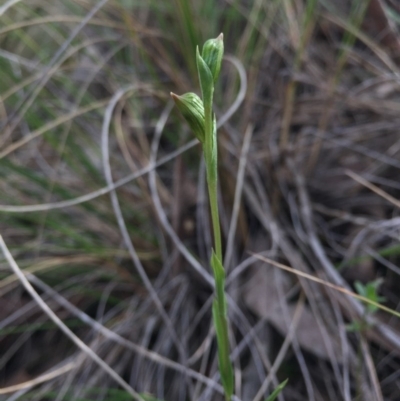 Bunochilus umbrinus (Broad-sepaled Leafy Greenhood) at Black Mountain - 15 Aug 2015 by AaronClausen