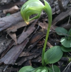 Pterostylis nutans (Nodding Greenhood) at Black Mountain - 15 Aug 2015 by AaronClausen