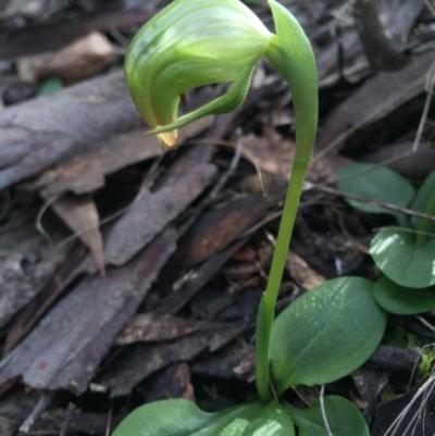 Pterostylis nutans (Nodding Greenhood) at Canberra Central, ACT - 15 Aug 2015 by AaronClausen