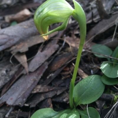 Pterostylis nutans (Nodding Greenhood) at Black Mountain - 15 Aug 2015 by AaronClausen