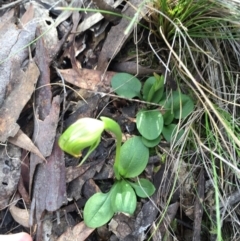 Pterostylis nutans at Canberra Central, ACT - 15 Aug 2015