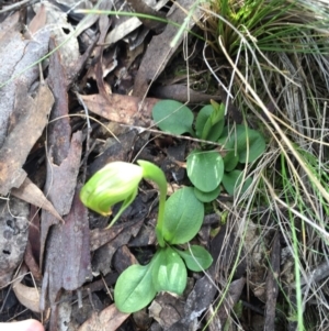 Pterostylis nutans at Canberra Central, ACT - suppressed