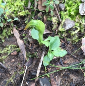 Pterostylis nutans at Canberra Central, ACT - suppressed