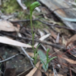 Bunochilus umbrinus (ACT) = Pterostylis umbrina (NSW) at suppressed - 15 Aug 2015