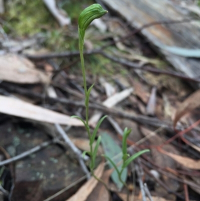 Bunochilus umbrinus (Broad-sepaled Leafy Greenhood) at Canberra Central, ACT - 15 Aug 2015 by AaronClausen