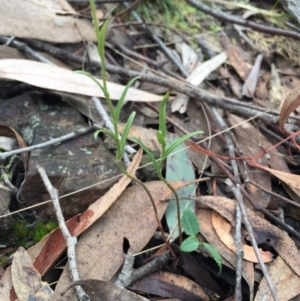 Bunochilus umbrinus (ACT) = Pterostylis umbrina (NSW) at suppressed - 15 Aug 2015