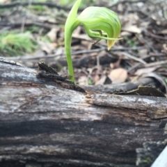 Pterostylis nutans (Nodding Greenhood) at Canberra Central, ACT - 15 Aug 2015 by AaronClausen