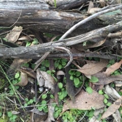 Pterostylis nutans at Canberra Central, ACT - suppressed