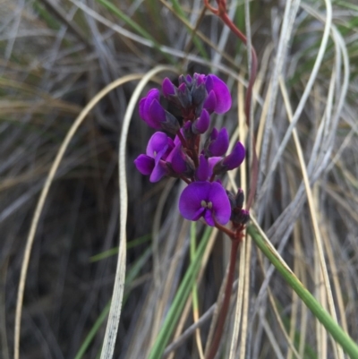 Hardenbergia violacea (False Sarsaparilla) at Black Mountain - 15 Aug 2015 by AaronClausen