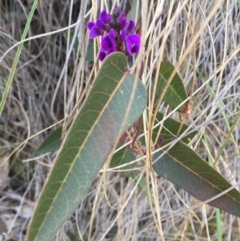 Hardenbergia violacea at Canberra Central, ACT - 15 Aug 2015
