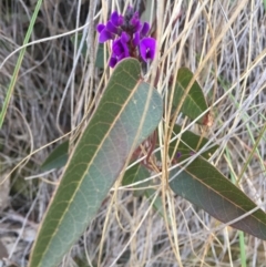 Hardenbergia violacea at Canberra Central, ACT - 15 Aug 2015 11:13 AM