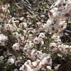 Leucopogon attenuatus (Small-leaved Beard Heath) at Black Mountain - 15 Aug 2015 by AaronClausen