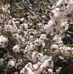 Styphelia attenuata at Canberra Central, ACT - 15 Aug 2015 11:18 AM