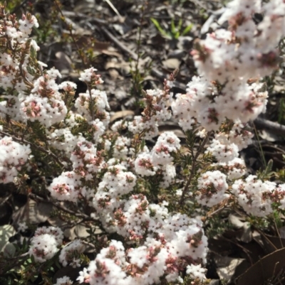 Leucopogon attenuatus (Small-leaved Beard Heath) at Point 5815 - 15 Aug 2015 by AaronClausen