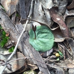 Cyrtostylis reniformis (Common Gnat Orchid) at Canberra Central, ACT by AaronClausen