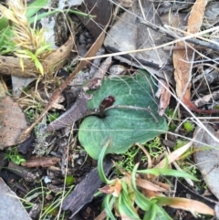 Cyrtostylis reniformis (Common Gnat Orchid) at Canberra Central, ACT - 15 Aug 2015 by AaronClausen