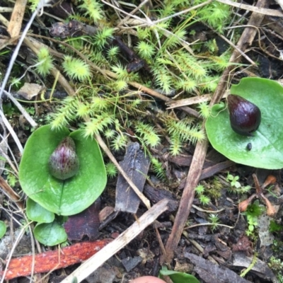 Corysanthes incurva (Slaty Helmet Orchid) at Black Mountain - 15 Aug 2015 by AaronClausen
