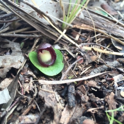 Corysanthes incurva (Slaty Helmet Orchid) by AaronClausen