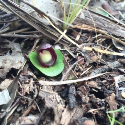 Corysanthes incurva (Slaty Helmet Orchid) at Canberra Central, ACT by AaronClausen